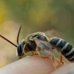 A narrow-bodied bee caught on Helianthus maximiliani.