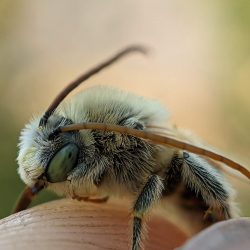A bee with long antennae caught on Helianthus maximiliani.