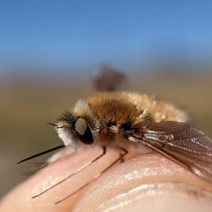 A bee fly (family Bombyliidae).