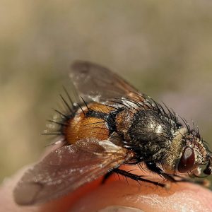 A tachinid fly (family Tachinidae).
