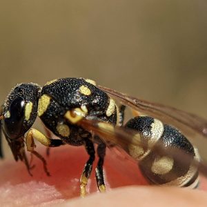 A predatory wasp (family Vespidae).