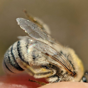 A hairy bee.