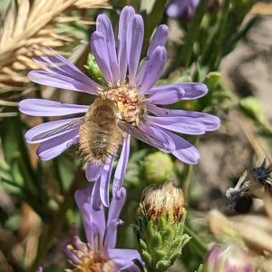 Another species of bee fly (family Bombyliidae).
